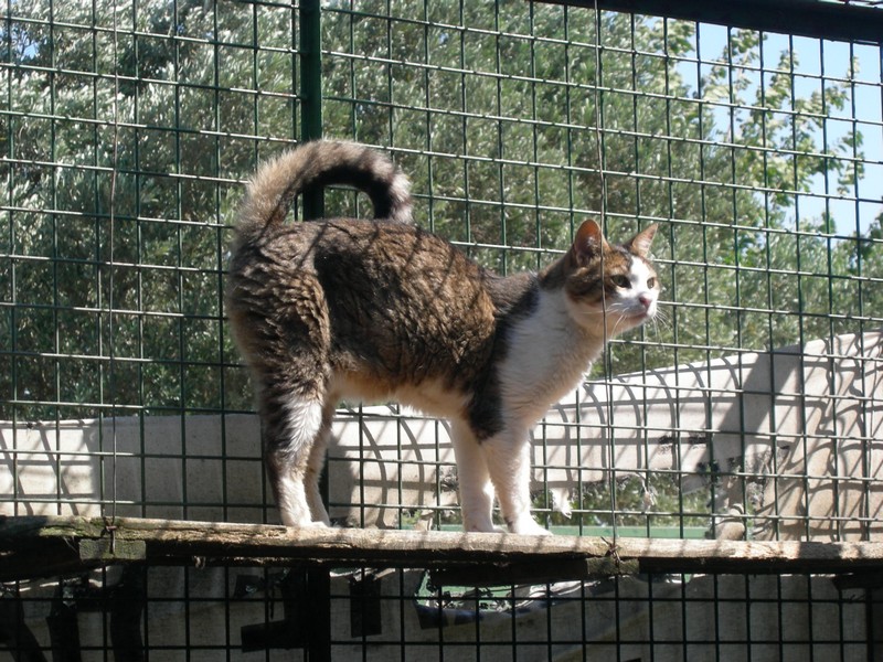 tatli-kedilerimiz